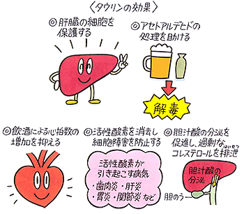 タウリンのさまざまな効果の図解