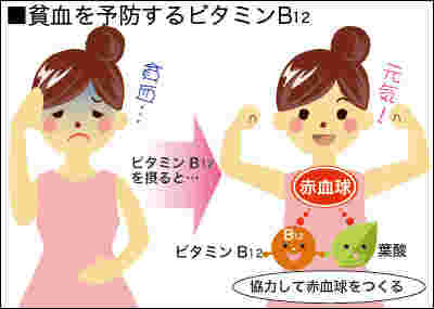 するめに含まれるビタミンB12の効能
