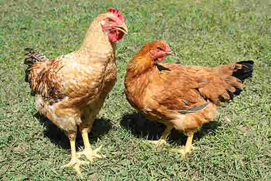 奥美濃古地鶏が2羽並んでいる