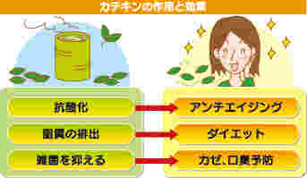 カテキンの作用を説明する図