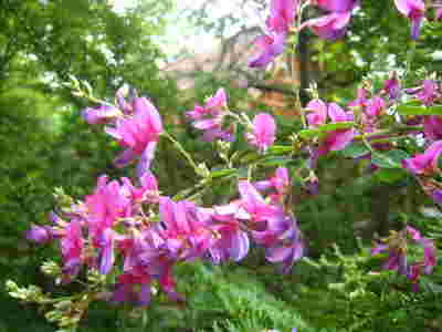 萩の花