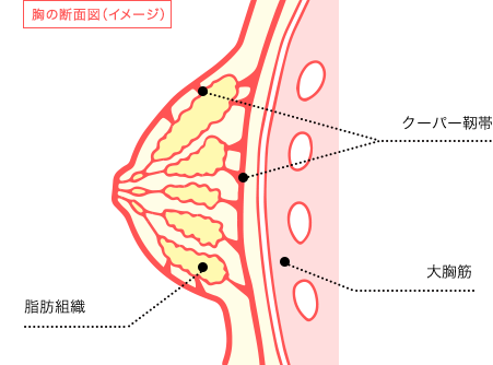 胸の構造を表した図