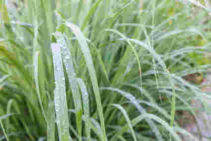 水滴がついたレモングラスの葉
