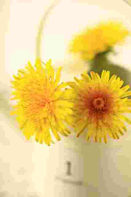たんぽぽの花