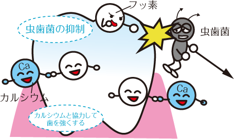 虫歯を作らない歯を作る
