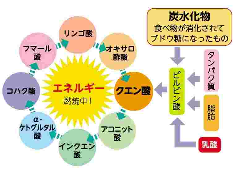 クエン酸の脂肪燃焼サイクルの図