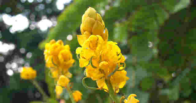 ゴールデンキャンドルの花