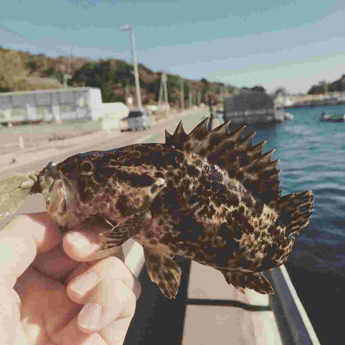 釣りたてのタケノコメバル