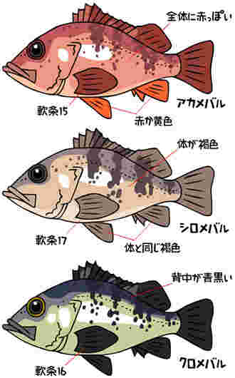 3種類のメバルのイラスト