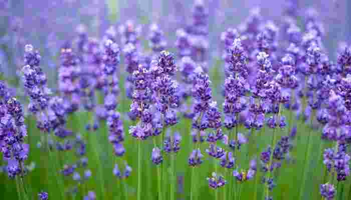 ラベンダーの花畑