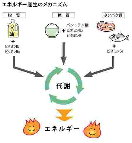 エネルギー産生のメカニズムを図にしたもの