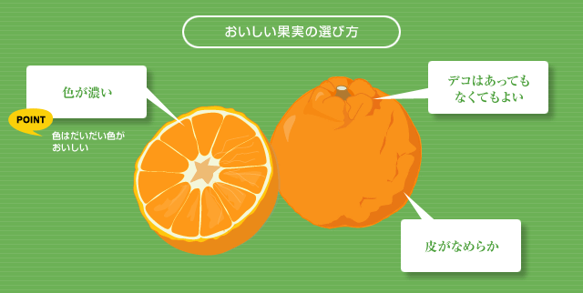 デコポンの選び方