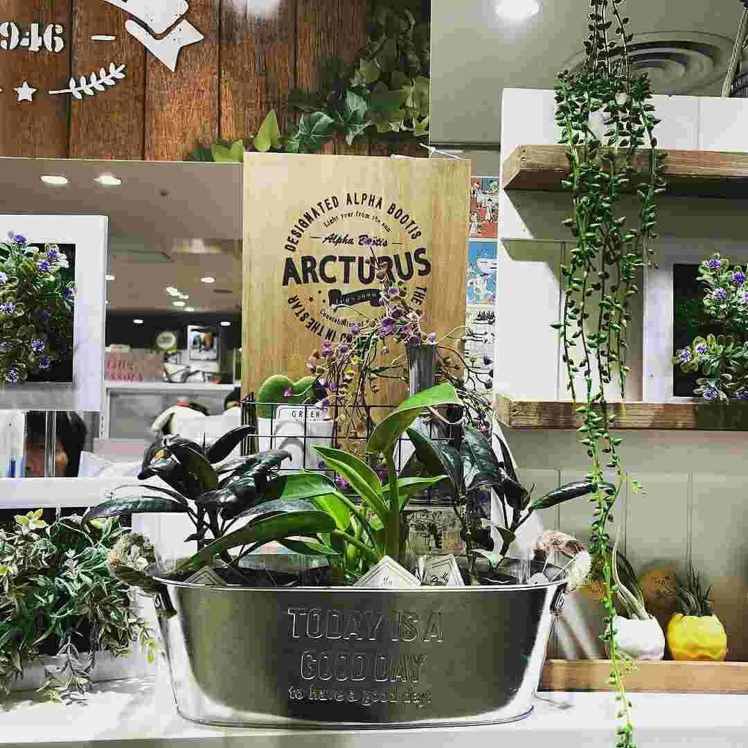 スリーコインズのミニグリーン売り場