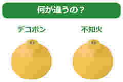 デコポンとの違い