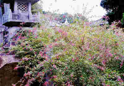 萩の花の模様