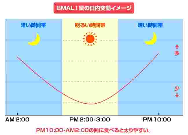 BMAL1の1日の中での増加グラフ