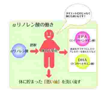 a-リノレン酸の効果