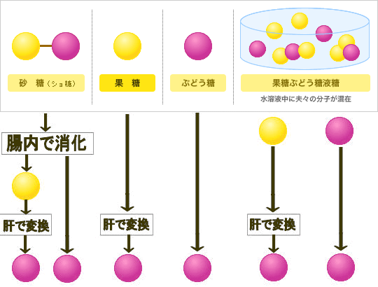 果糖ぶどう糖液糖の分解の流れ