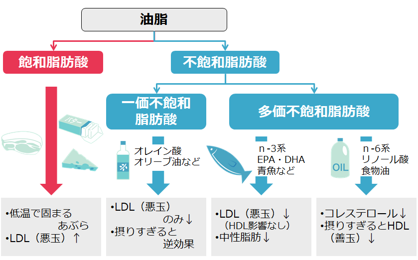 コレステロールと脂肪酸の関係図