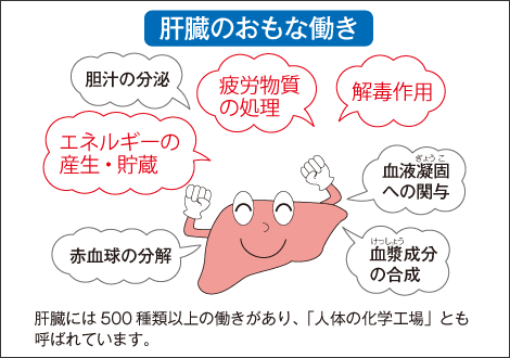肝臓の働きを表したイラスト