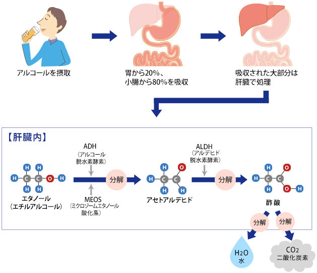 アルコール摂取後の肝臓の働き