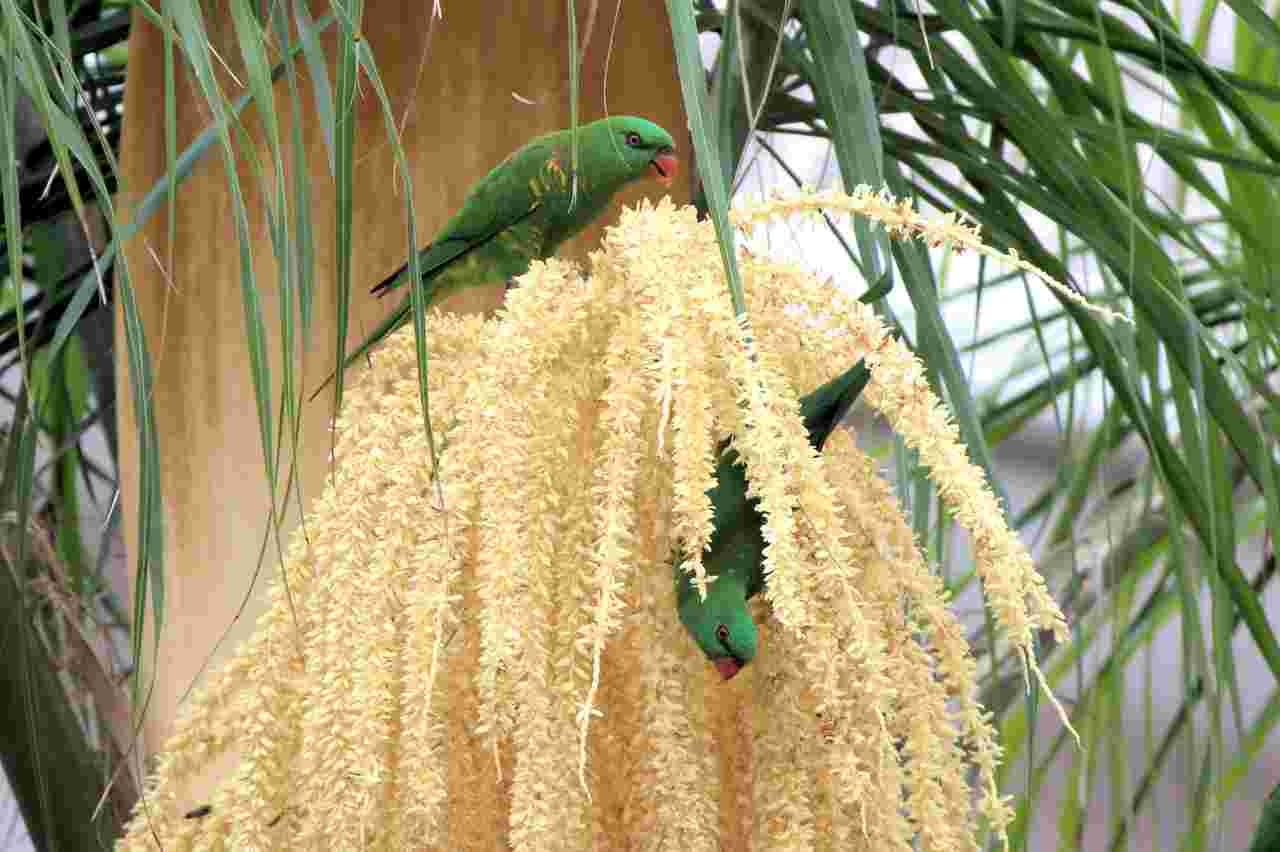 ヤシの花