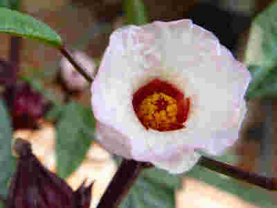 ローゼルの花