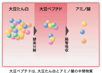 たんぱく質とアミノ酸の中間物質である大豆ペプチド
