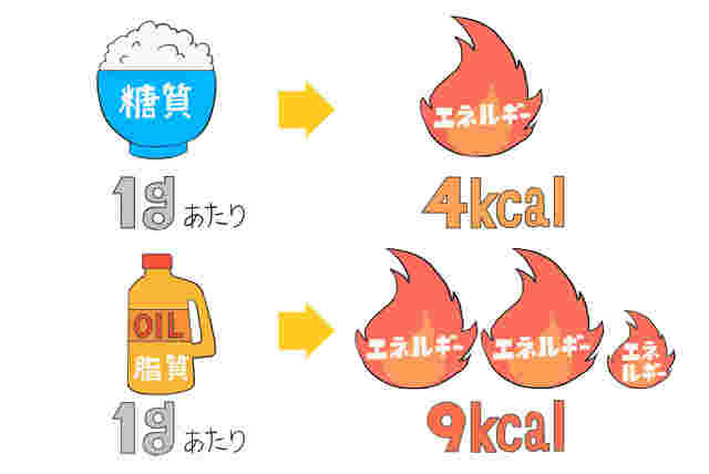 糖質と脂質が作り出すエネルギー