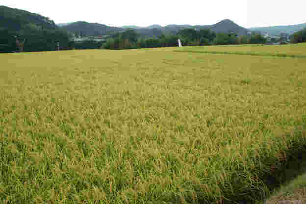 田んぼ