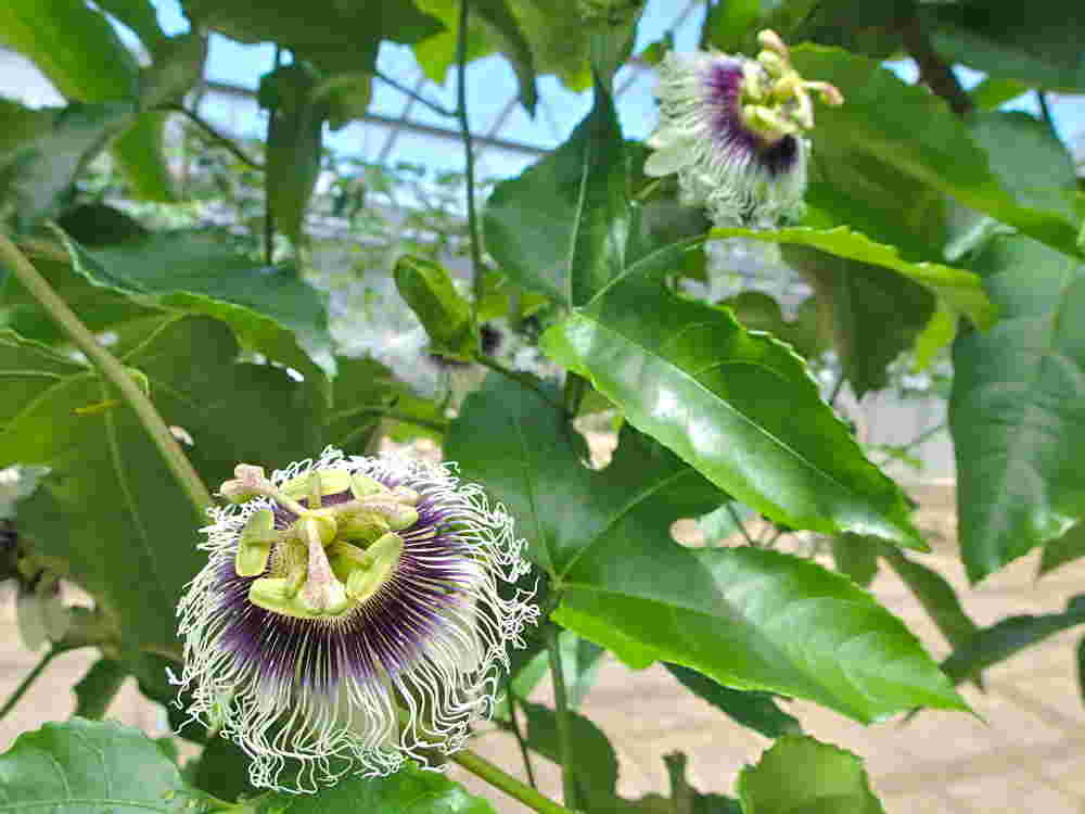 パッションフルーツの開花した花