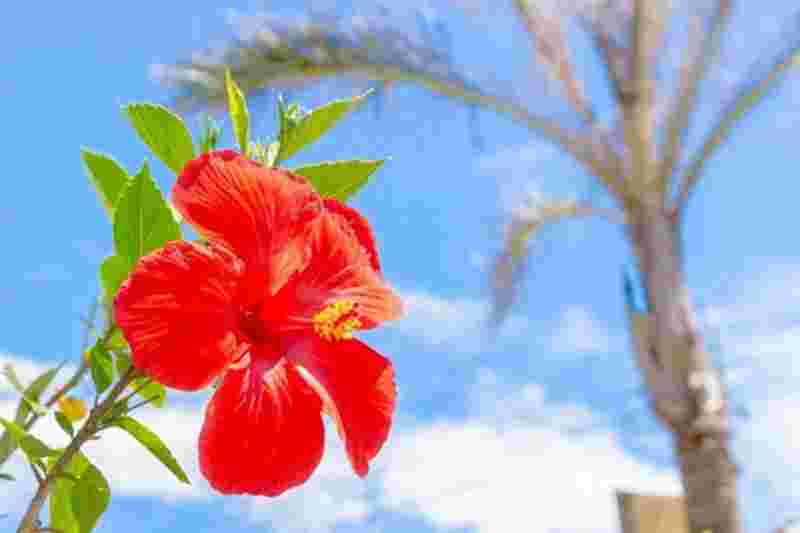 ハイビスカスの花