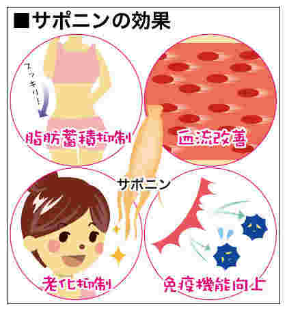 サポニンの効果