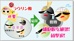 病原菌を撃退するラウリン酸