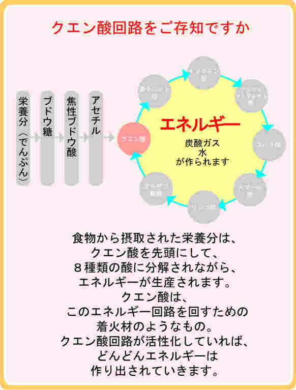 梅のクエン酸回路説明