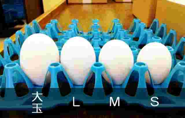 サイズ別に並べられた卵