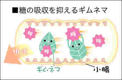 ギムネマ酸の効果を表す画像