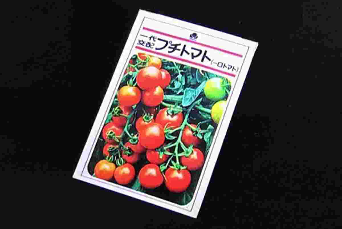 タキイ種苗のプチトマト