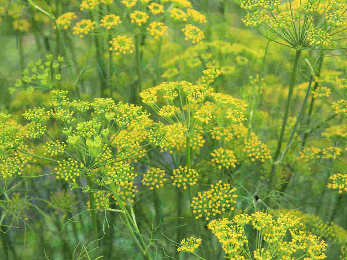フェンネルの花