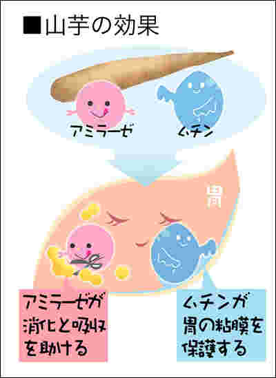 山芋に含まれるアミラーゼとムチンのイラスト