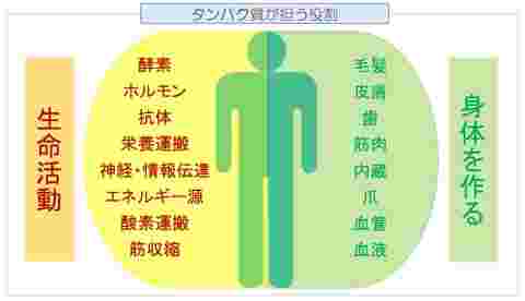 たんぱく質の働き