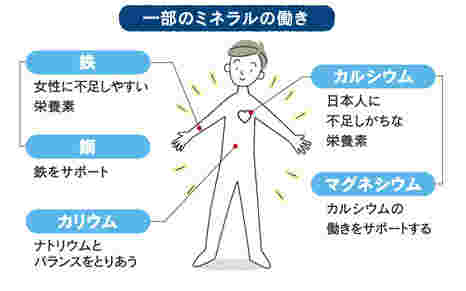 ミネラルの働き