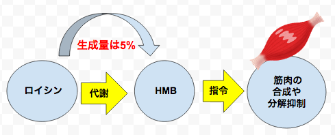 HMBの効果イメージ