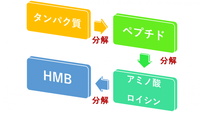 HMBができるまで
