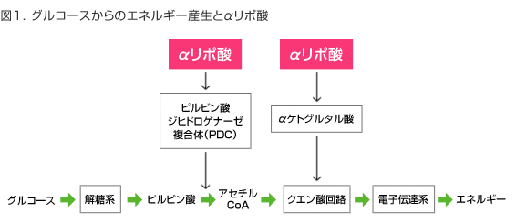 αリポ酸の働き