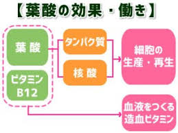 葉酸の働き