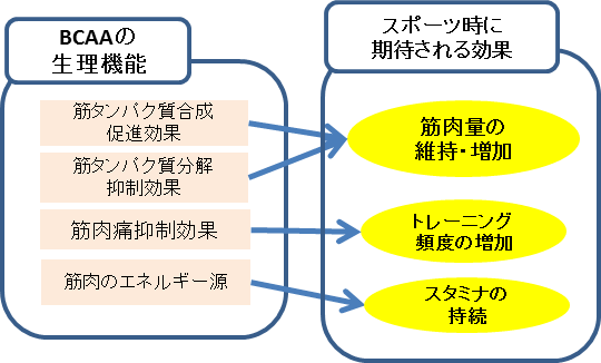 BCAAの効果