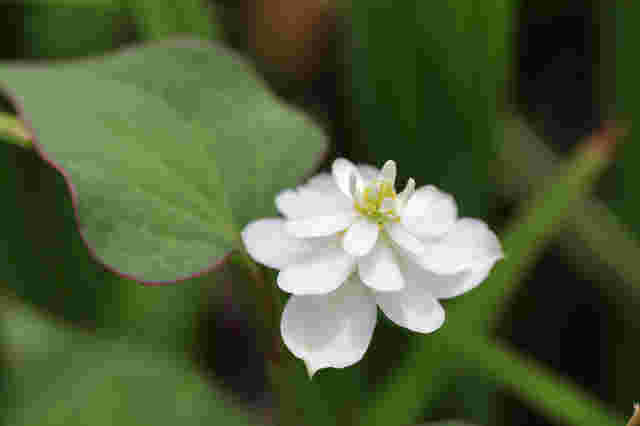 八重咲の総苞をつけて華やかなヤエドクダミ