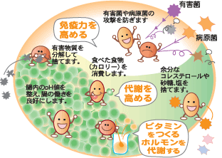 腸内環境のイメージ