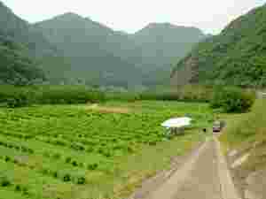 島根県桜江戸町の桑畑
